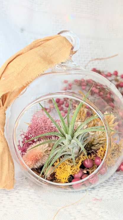 Air Plant Ornament | Winter Wishes