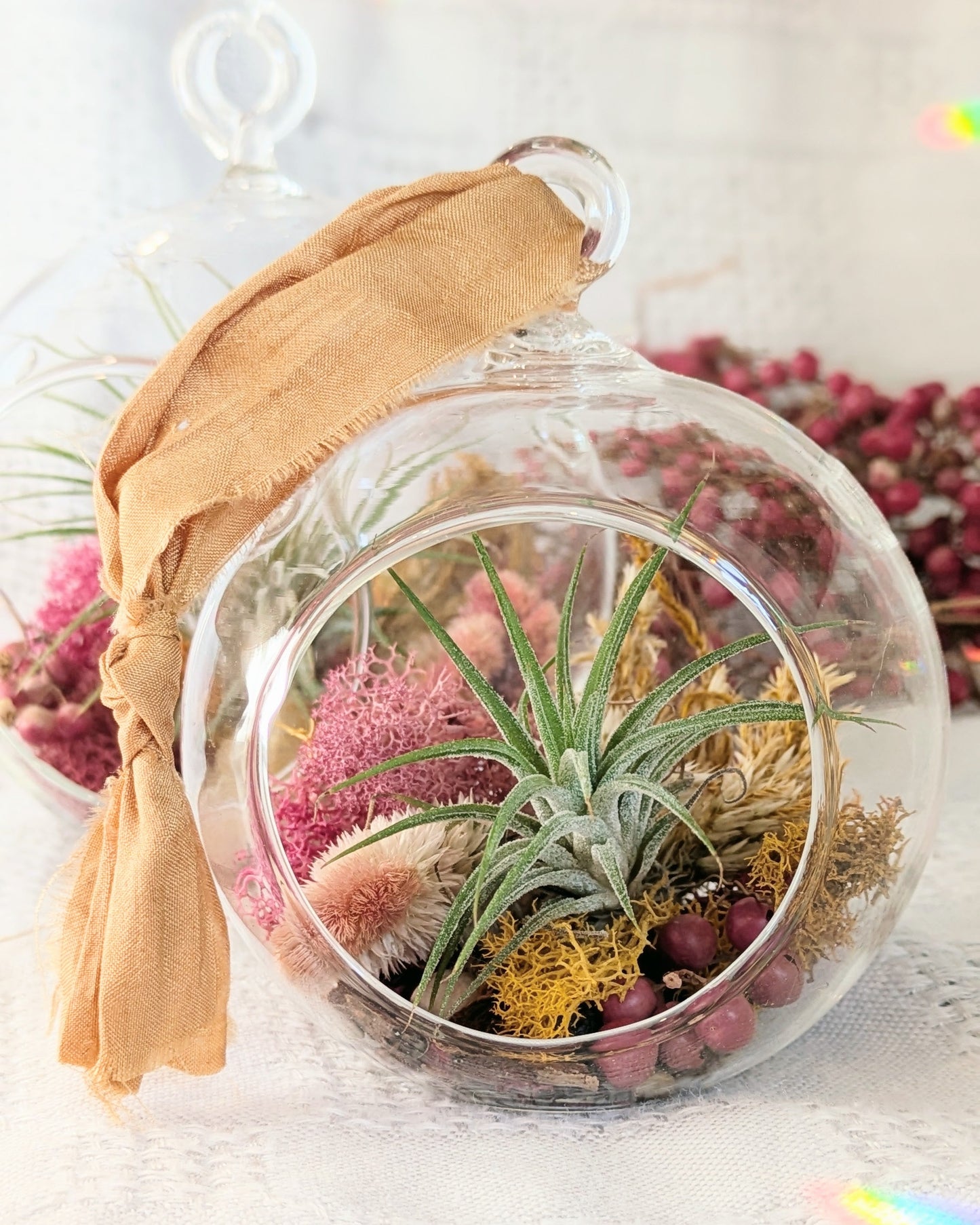 Air Plant Ornament | Winter Wishes