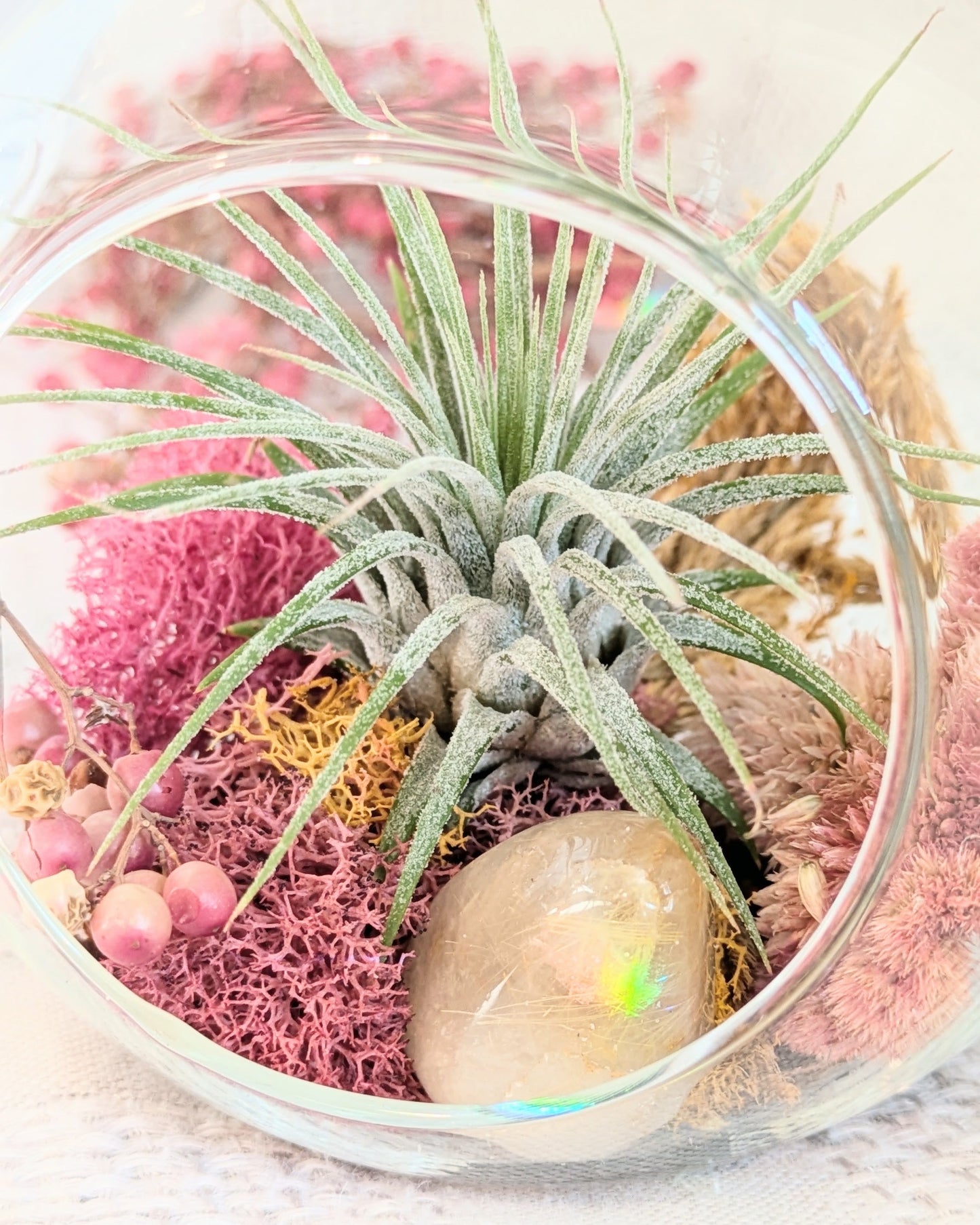 Air Plant Terrarium | Winter Wishes