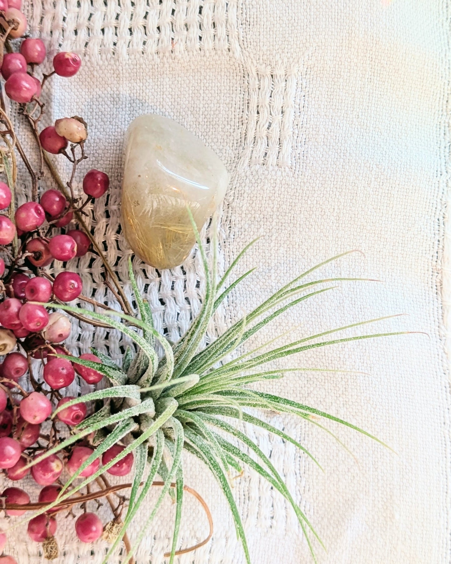 Air Plant Ornament | Winter Wishes