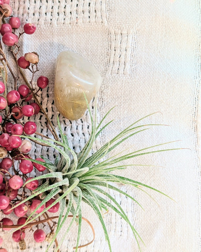 Air Plant Ornament | Winter Wishes