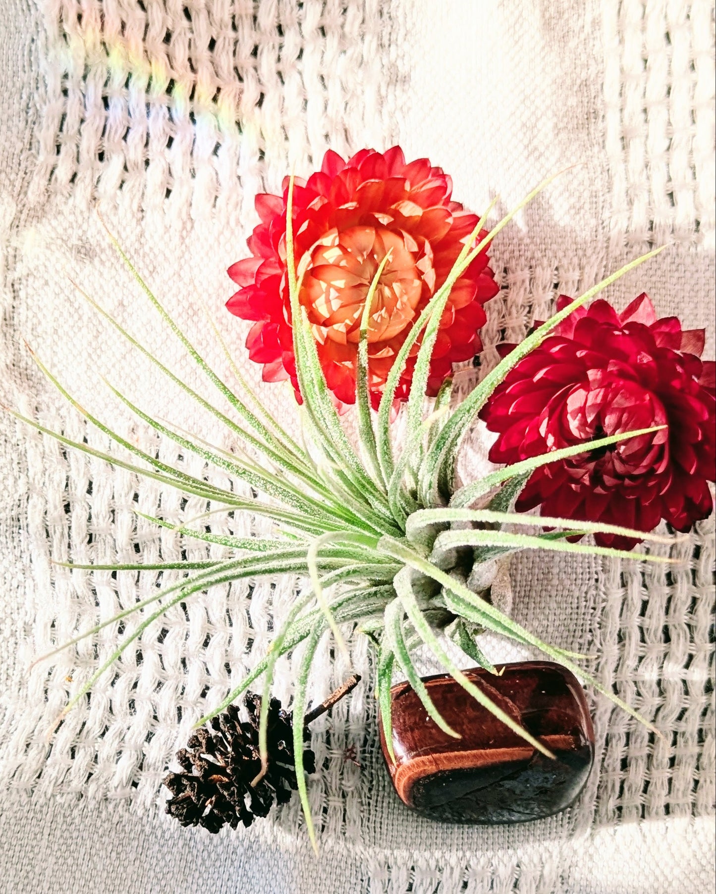 Decorative arrangement with red flowers, a green air plant, and a pine cone on a textured surface.