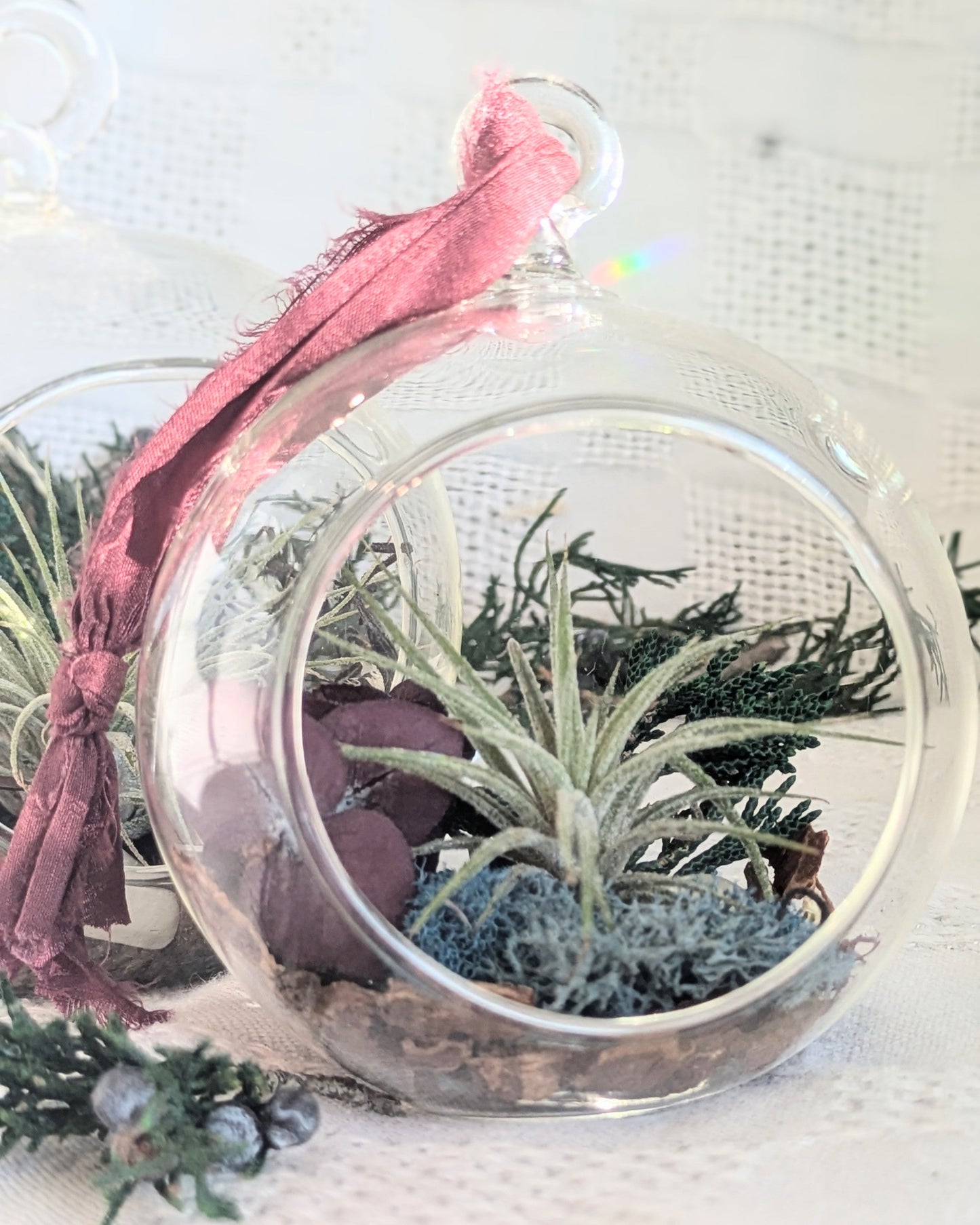 Air Plant Ornament | North Star