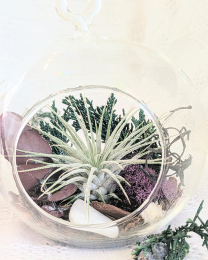 Air Plant Terrarium | North Star
