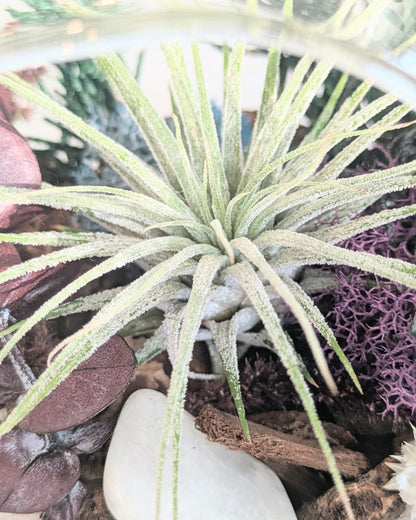 Air Plant Terrarium | North Star