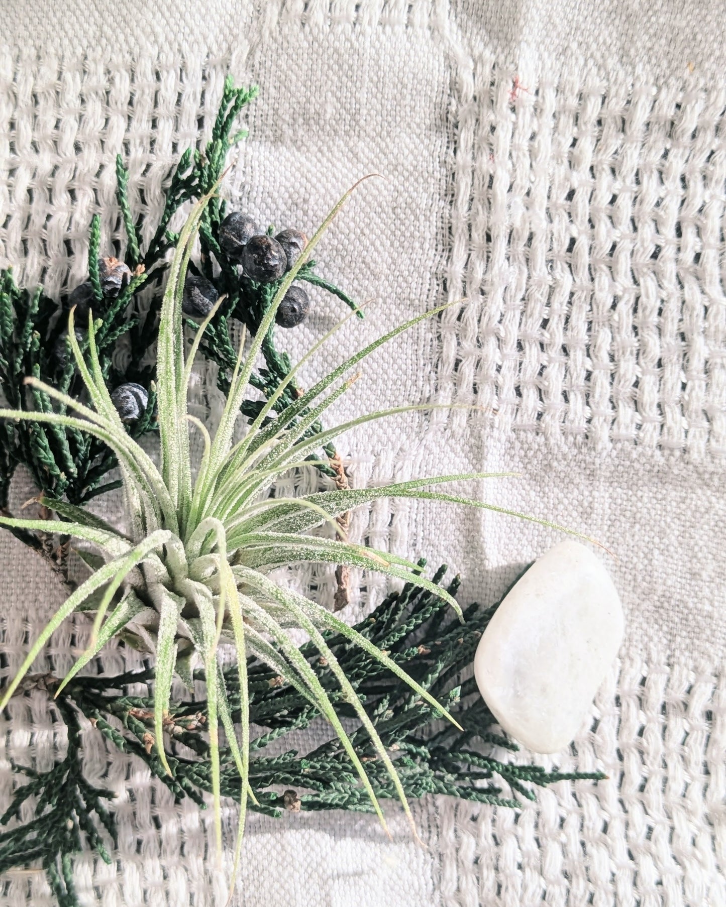 Air Plant Terrarium | North Star