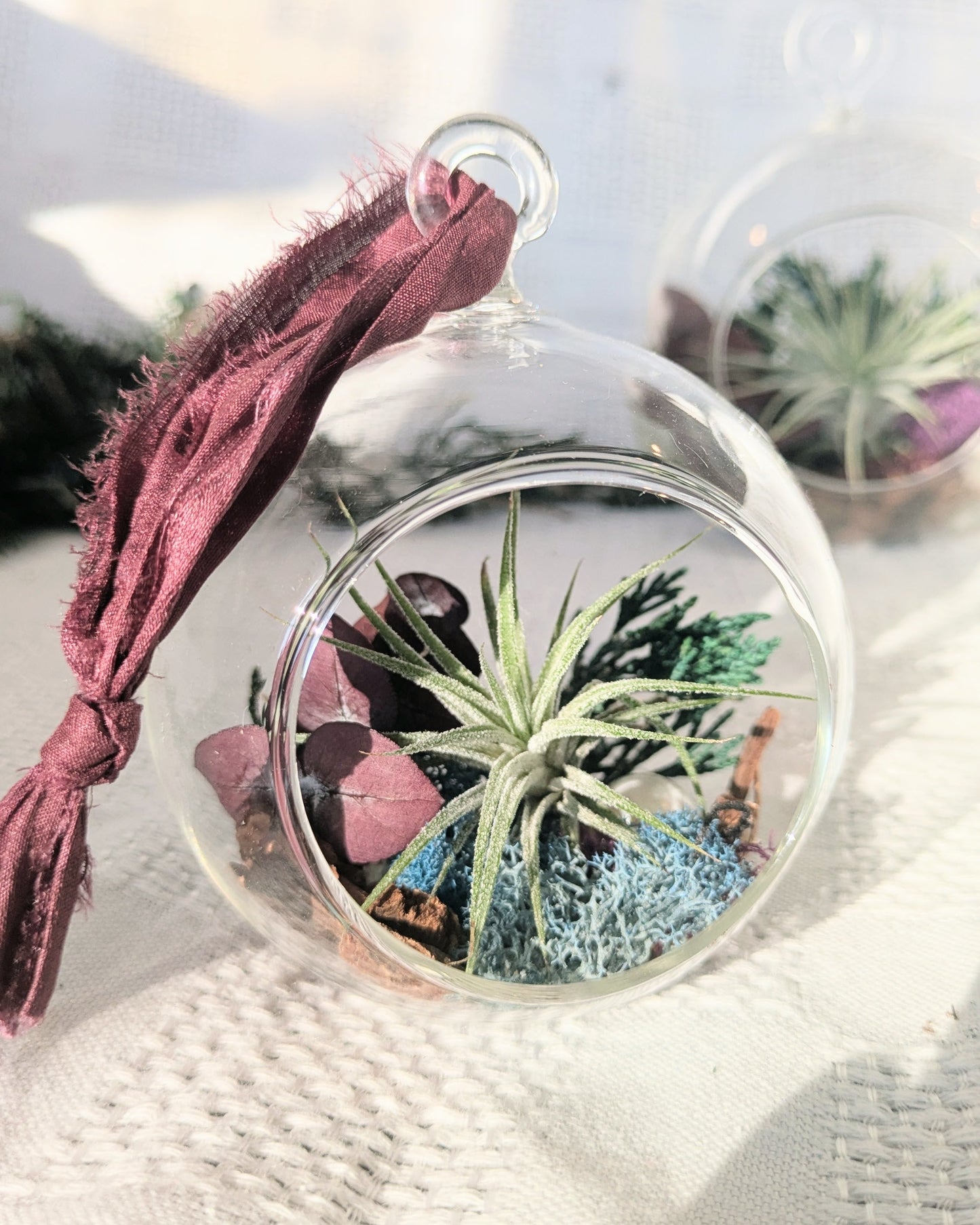 Air Plant Ornament | North Star