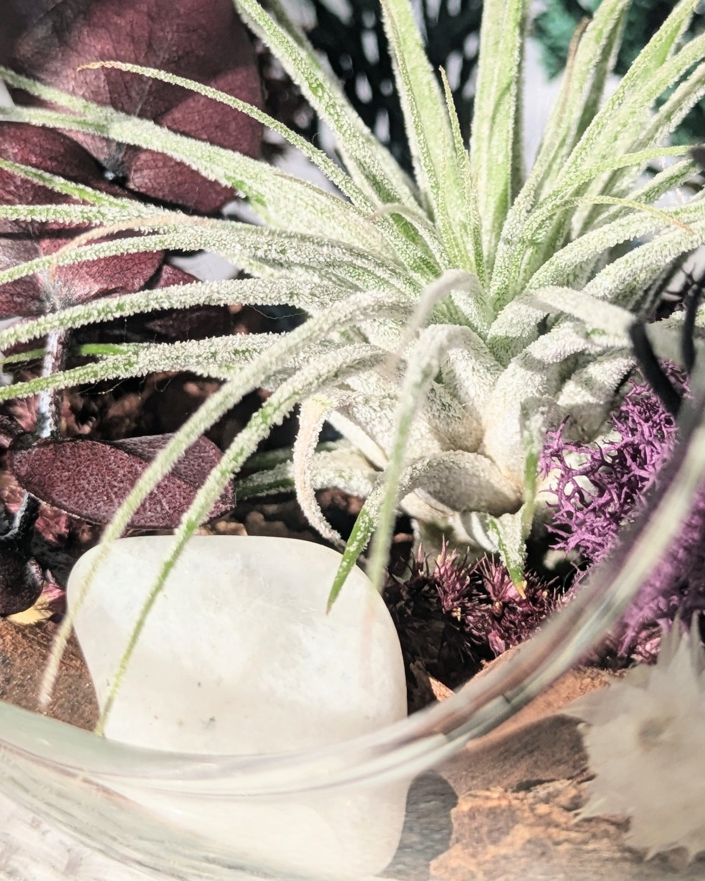 Air Plant Terrarium | North Star
