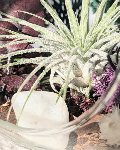 Air Plant Terrarium | North Star