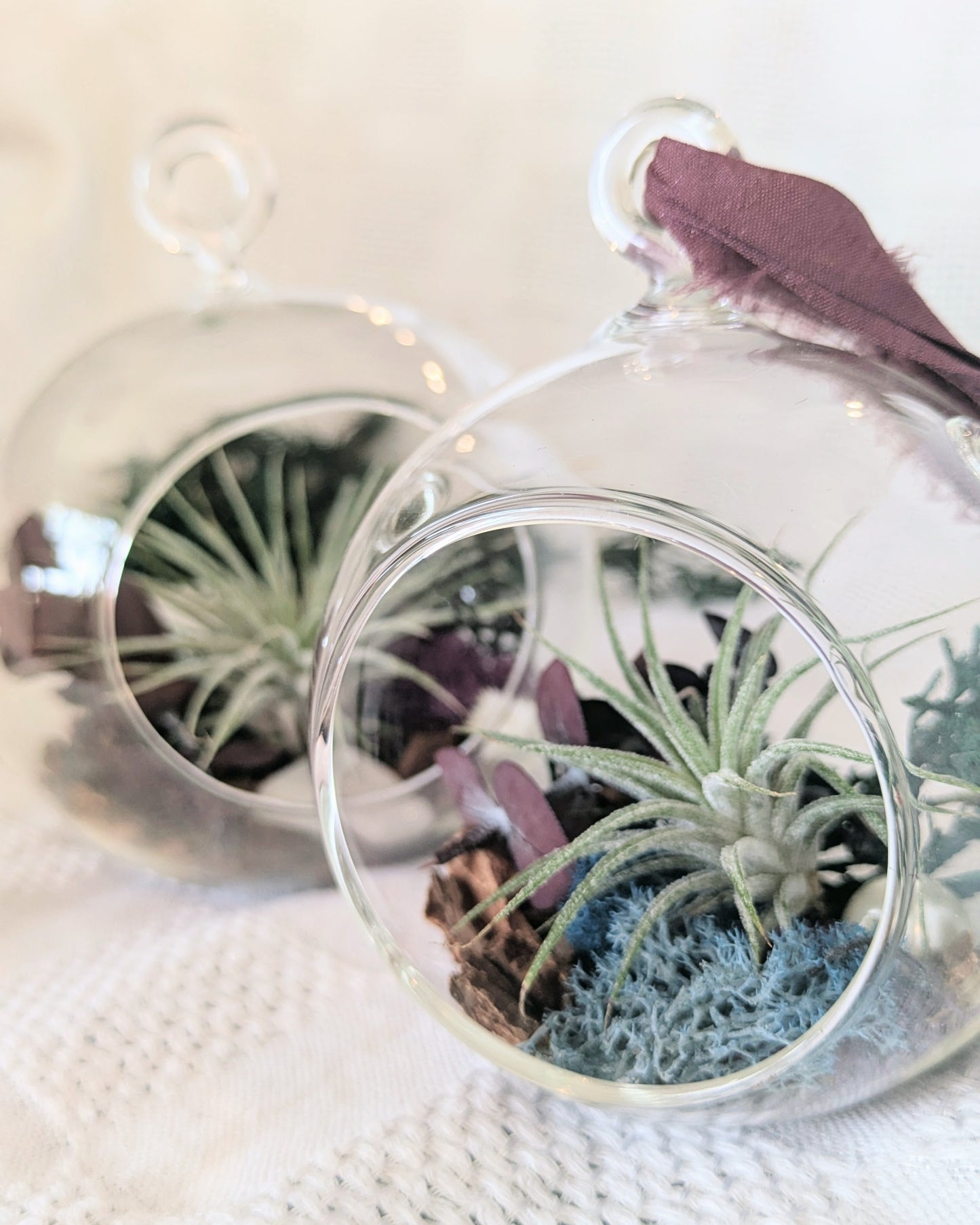 Air Plant Ornament | North Star