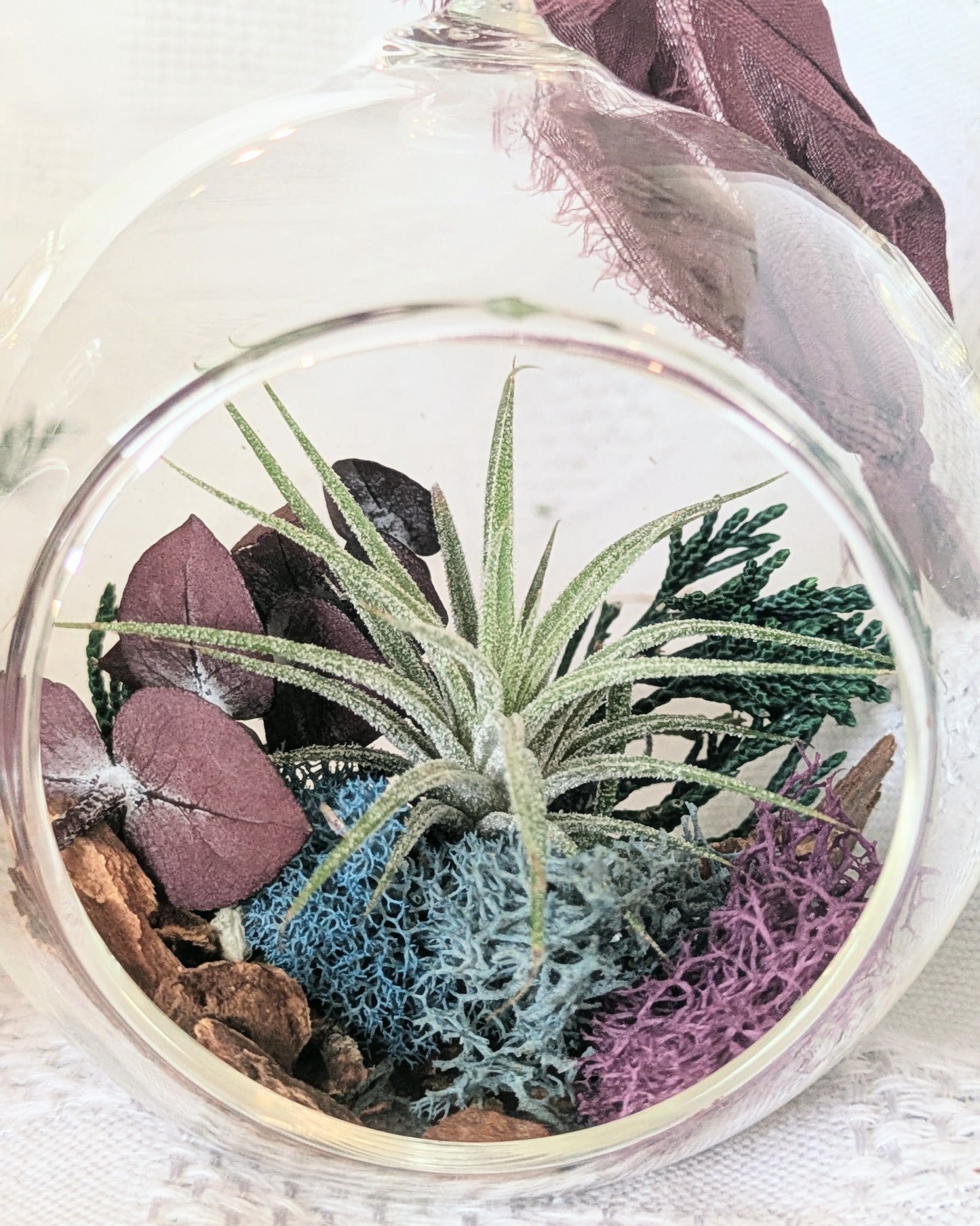 Air Plant Ornament | North Star