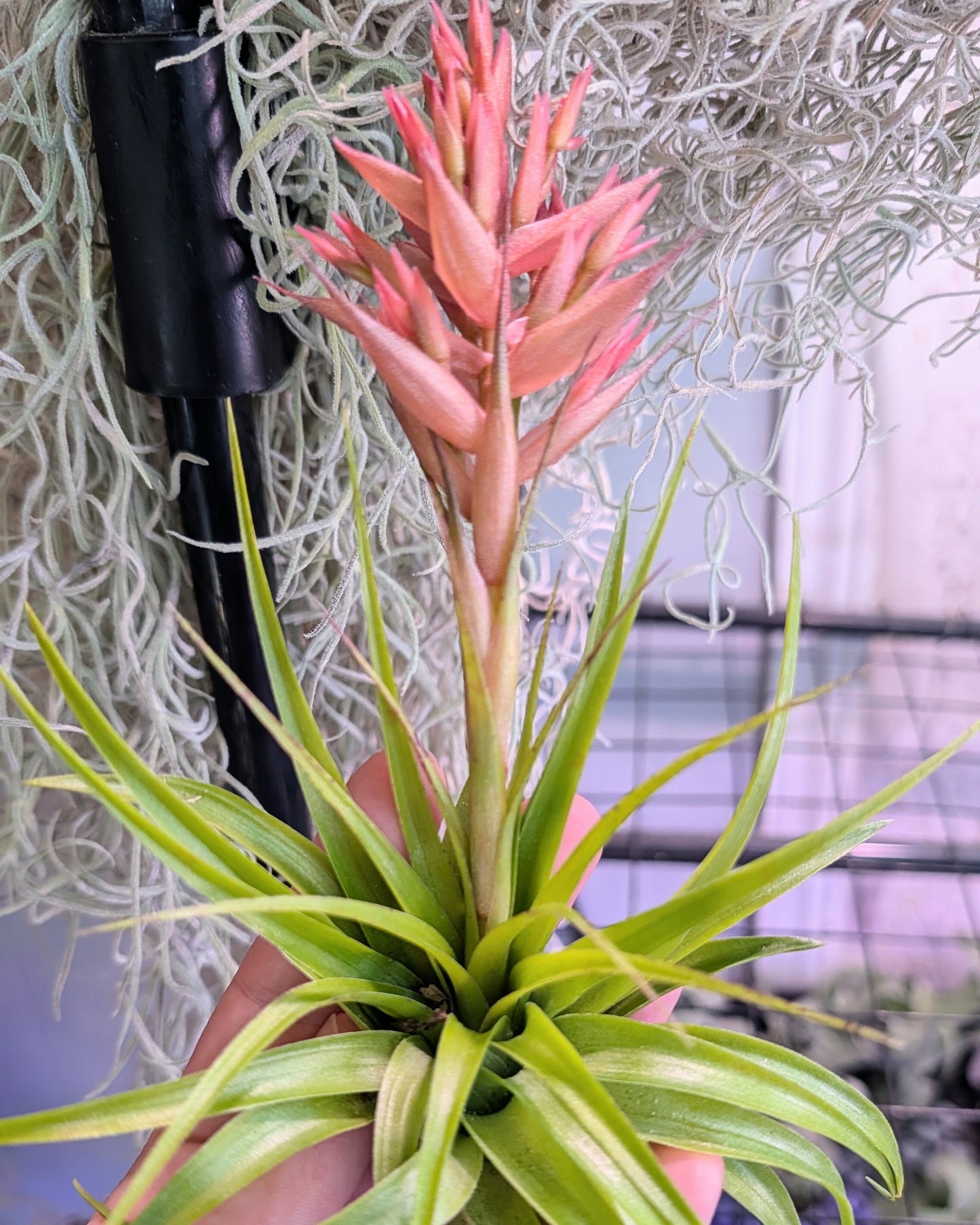 Current Blooms