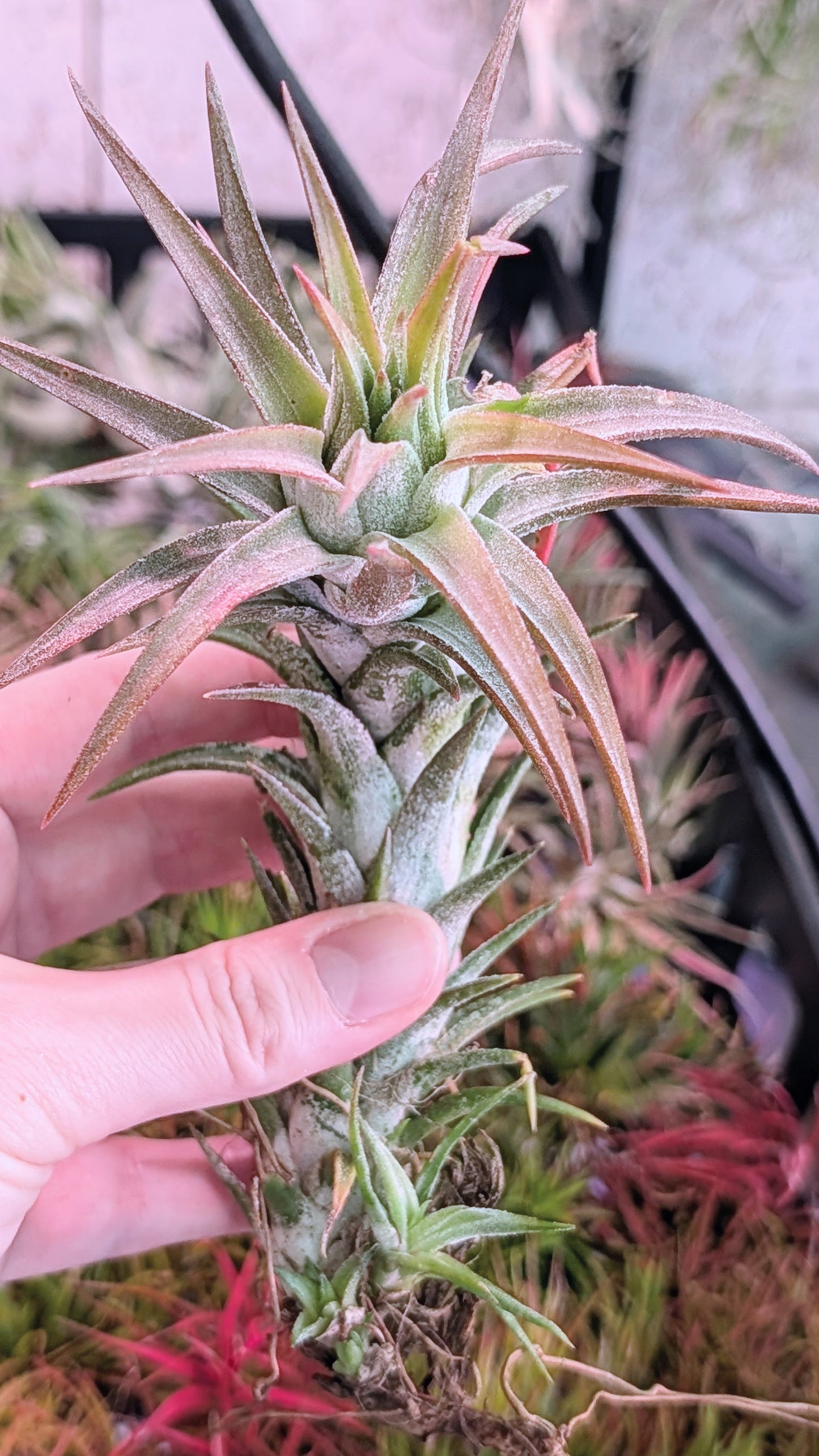 ionantha vanhyningii large