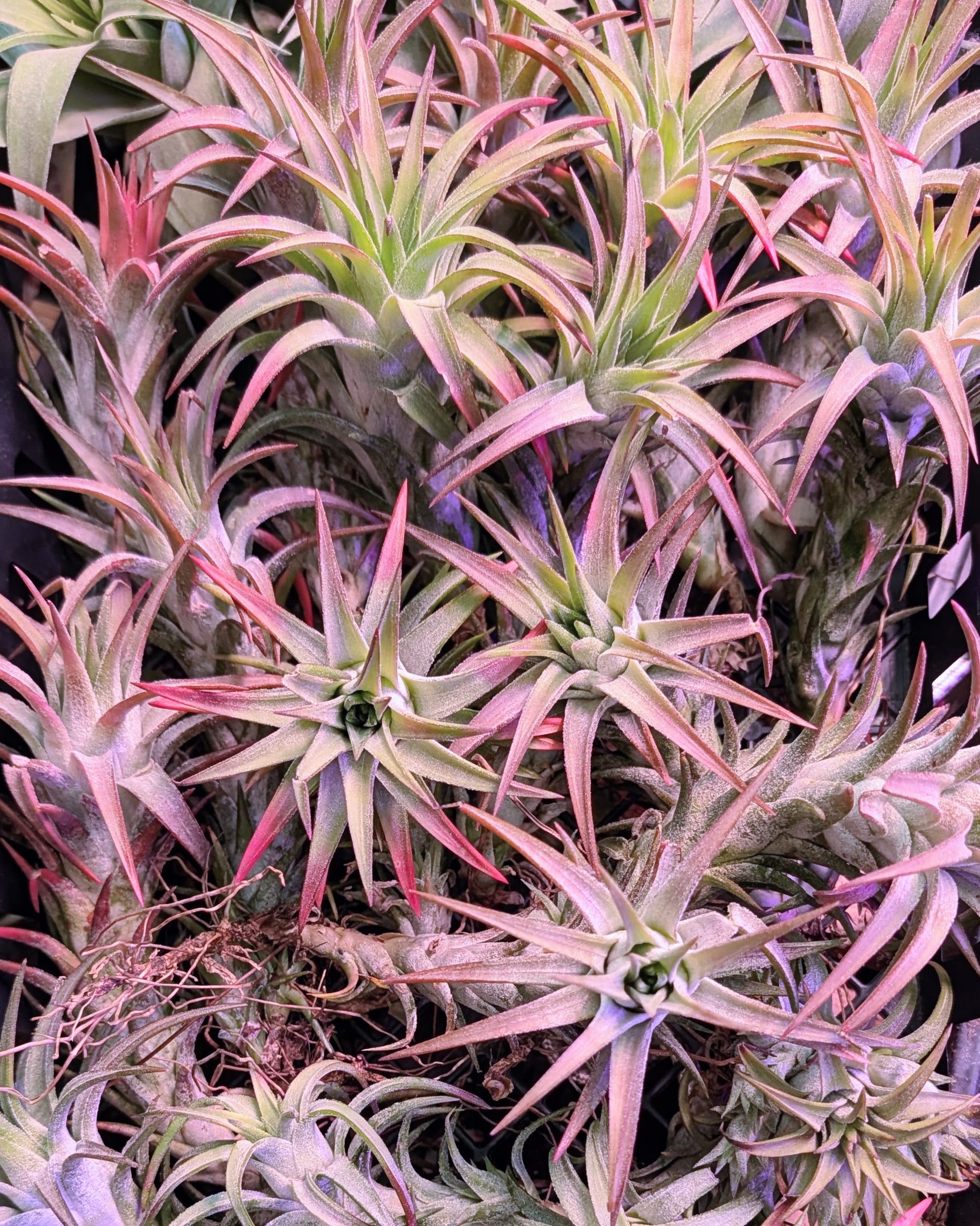 ionantha vanhyningii