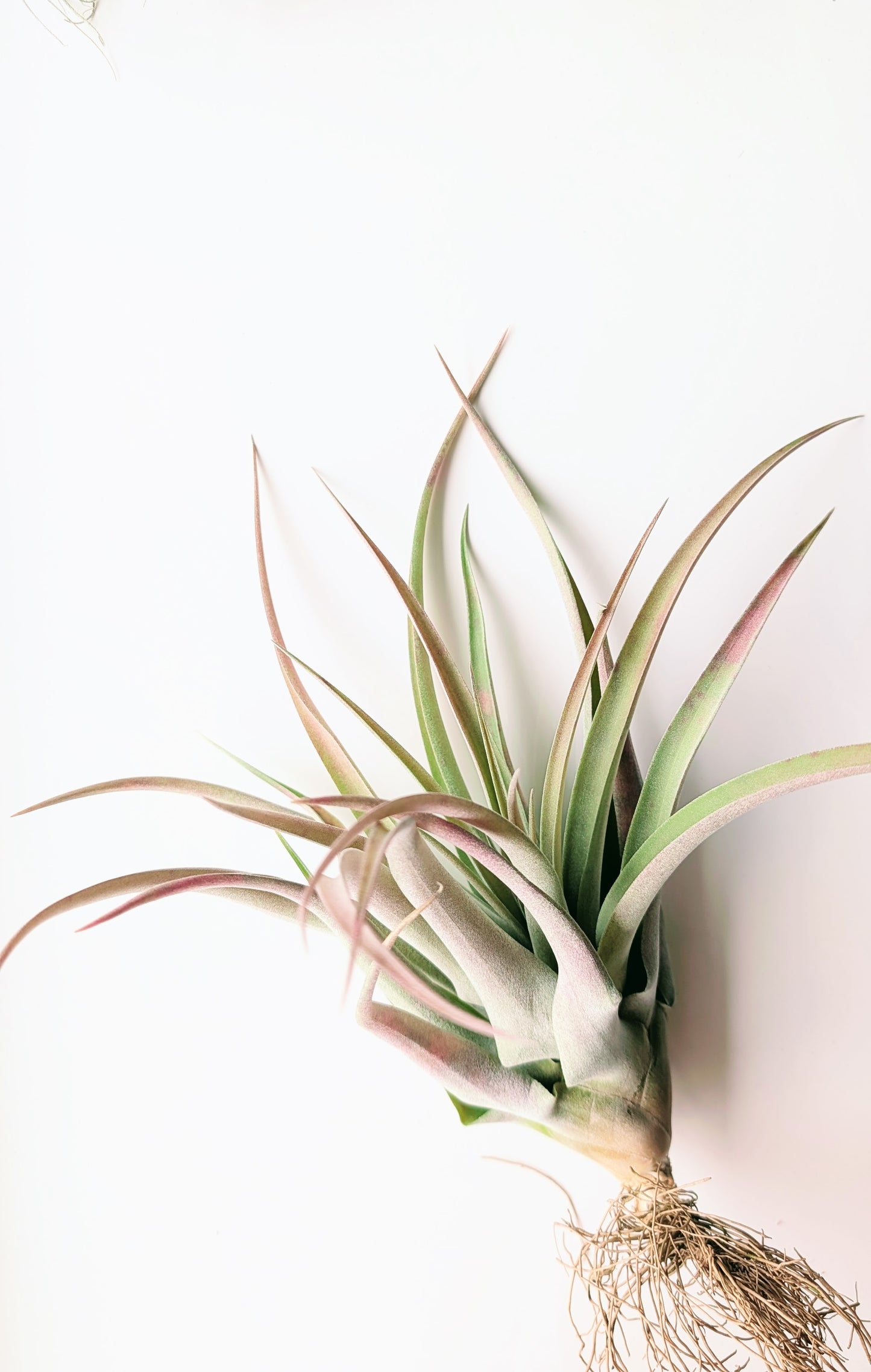 Capitata