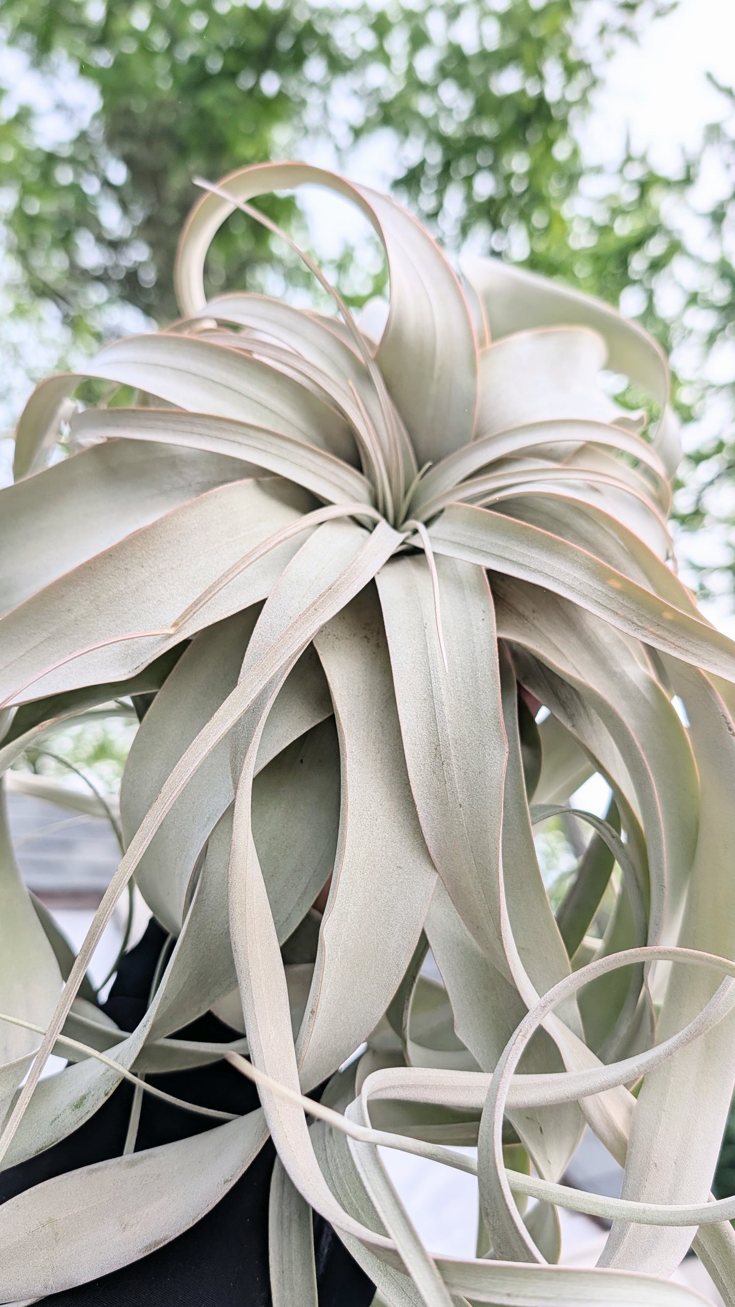 Xerographica