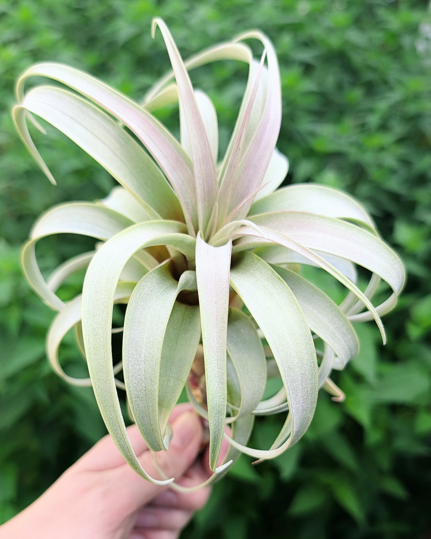 Roseoscapa