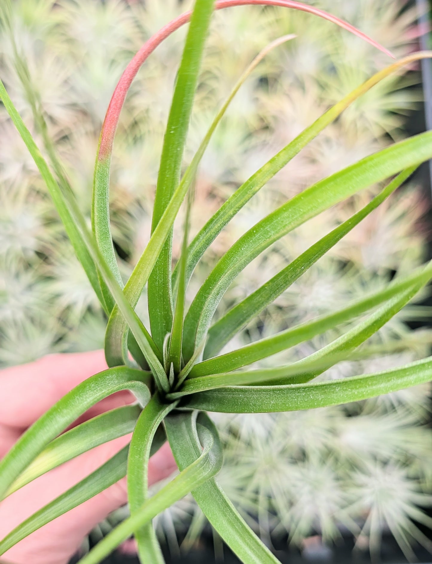 'Sparkler' (brachycaulos x concolor)