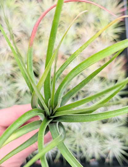 'Sparkler' (brachycaulos x concolor)