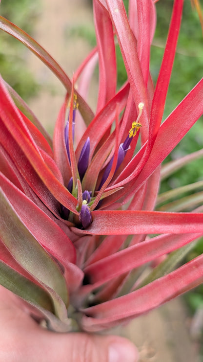 Brachycaulos