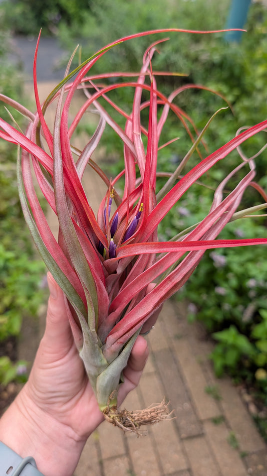 Brachycaulos