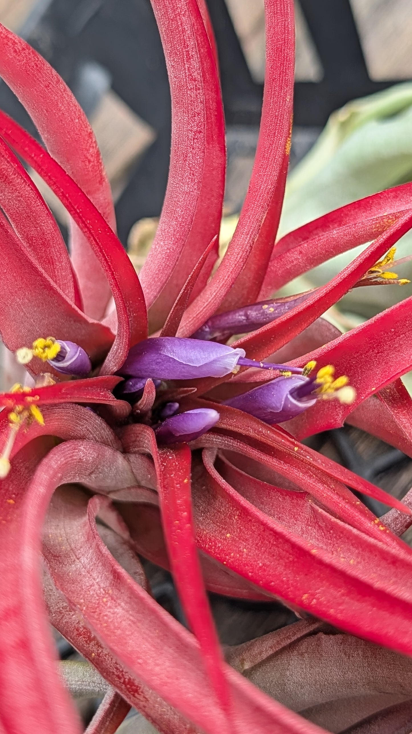 Brachycaulos