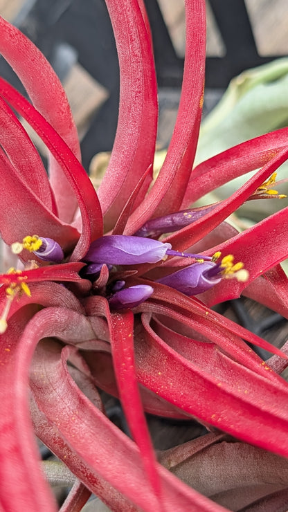 Brachycaulos