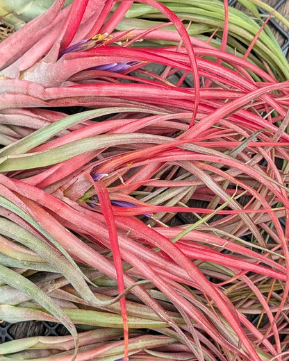 Brachycaulos
