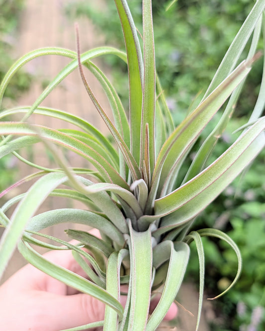 'Redy' (streptophylla X concolor)