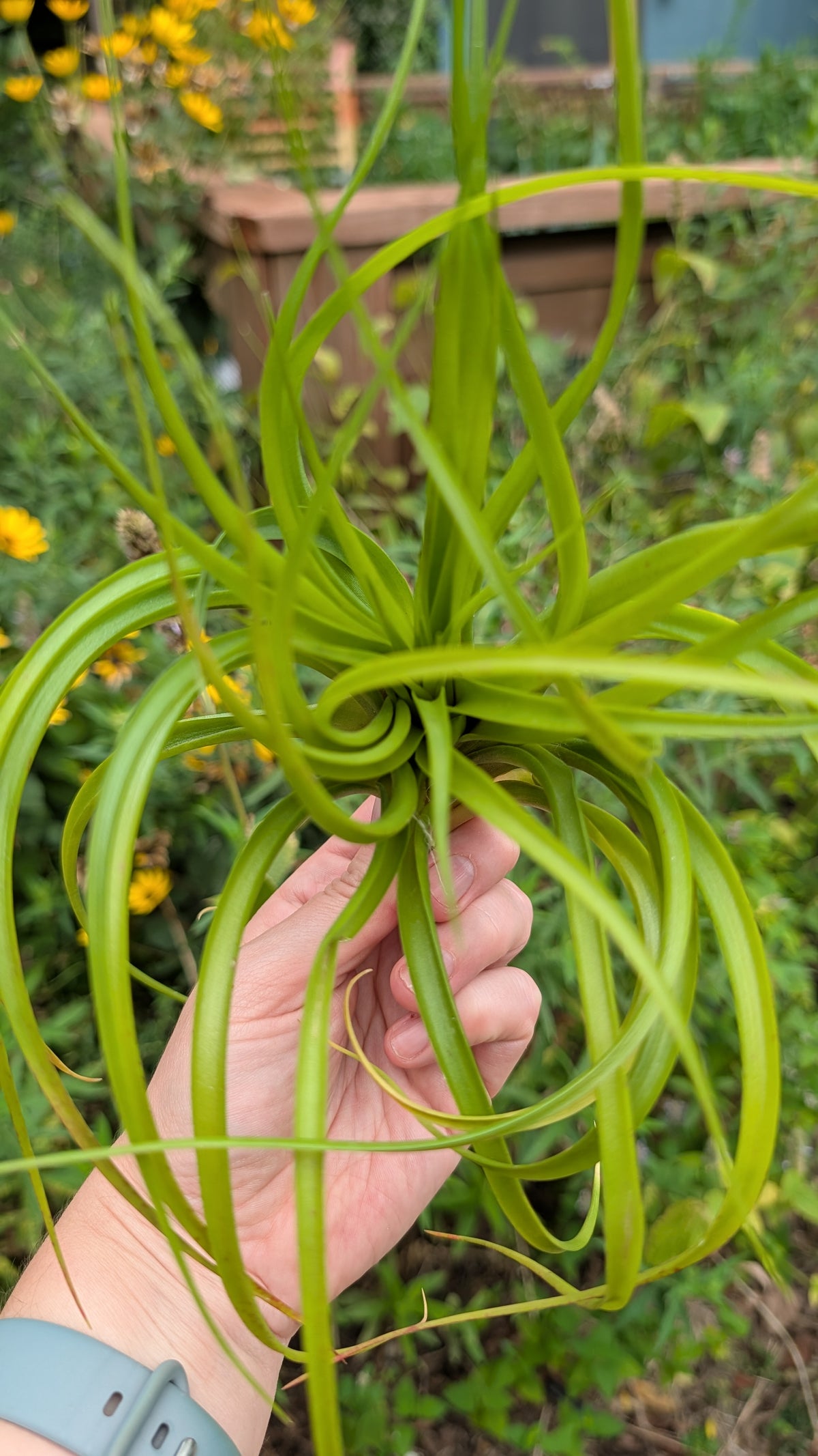 Brachycaulos