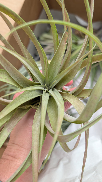 Capitata