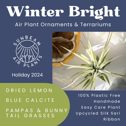 Ornament | WINTER BRIGHT | Holiday 2024