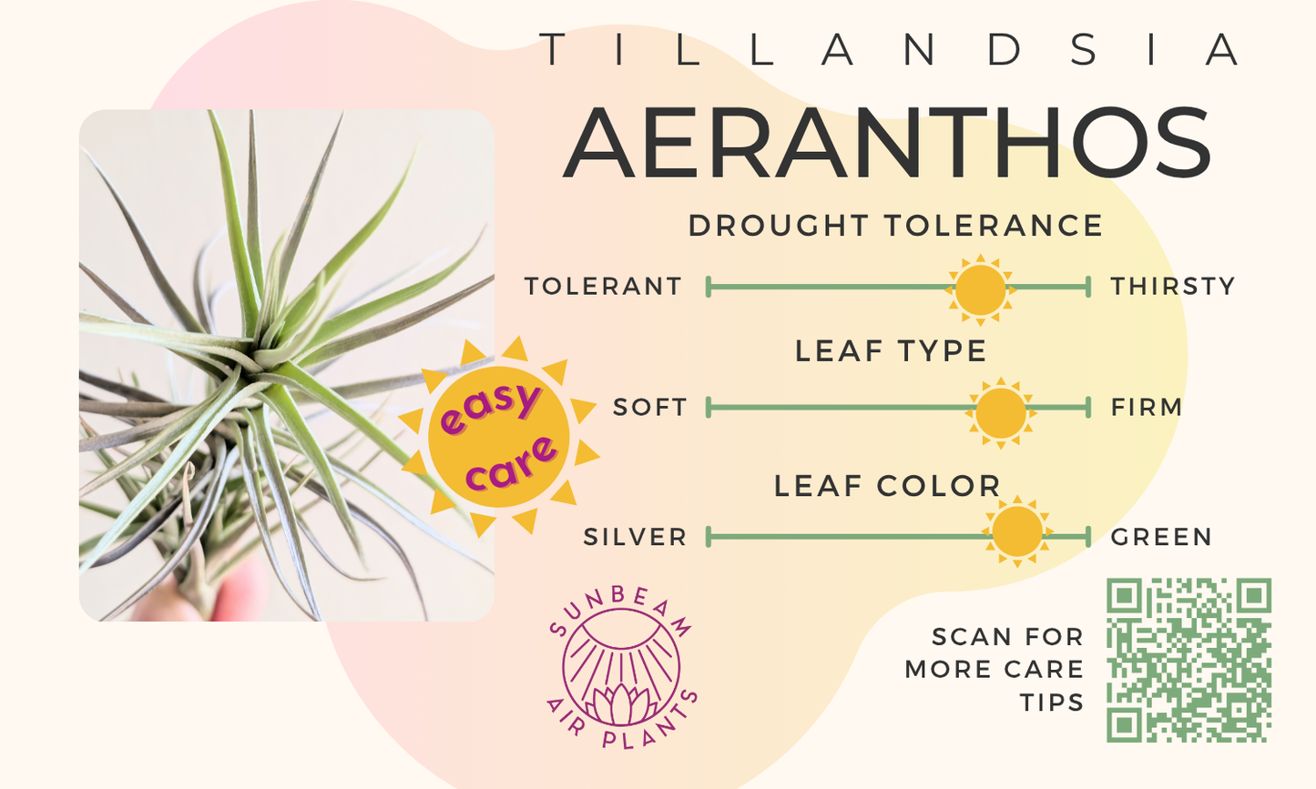 Aeranthos