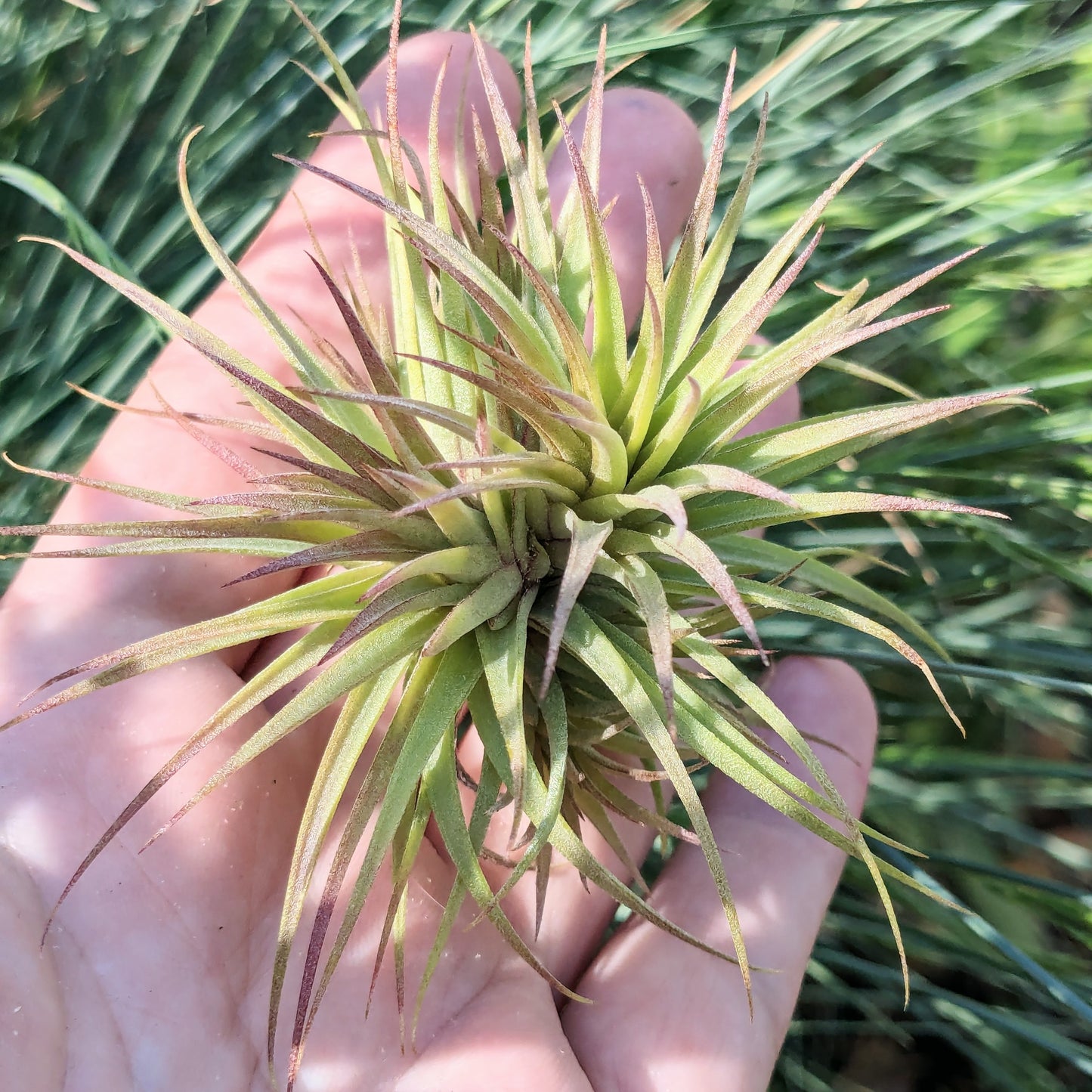 Ionantha