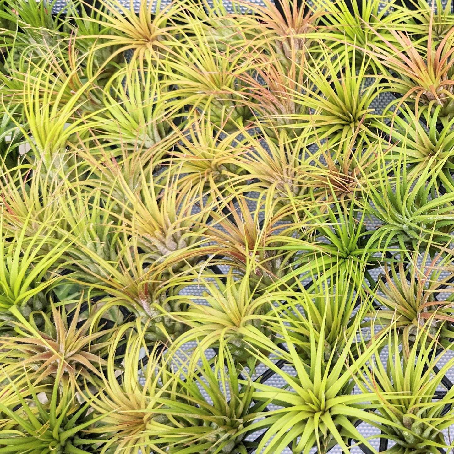 Ionantha