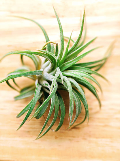 Ionantha