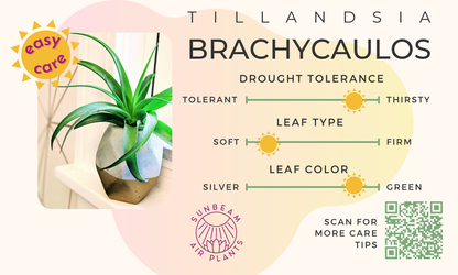 Brachycaulos