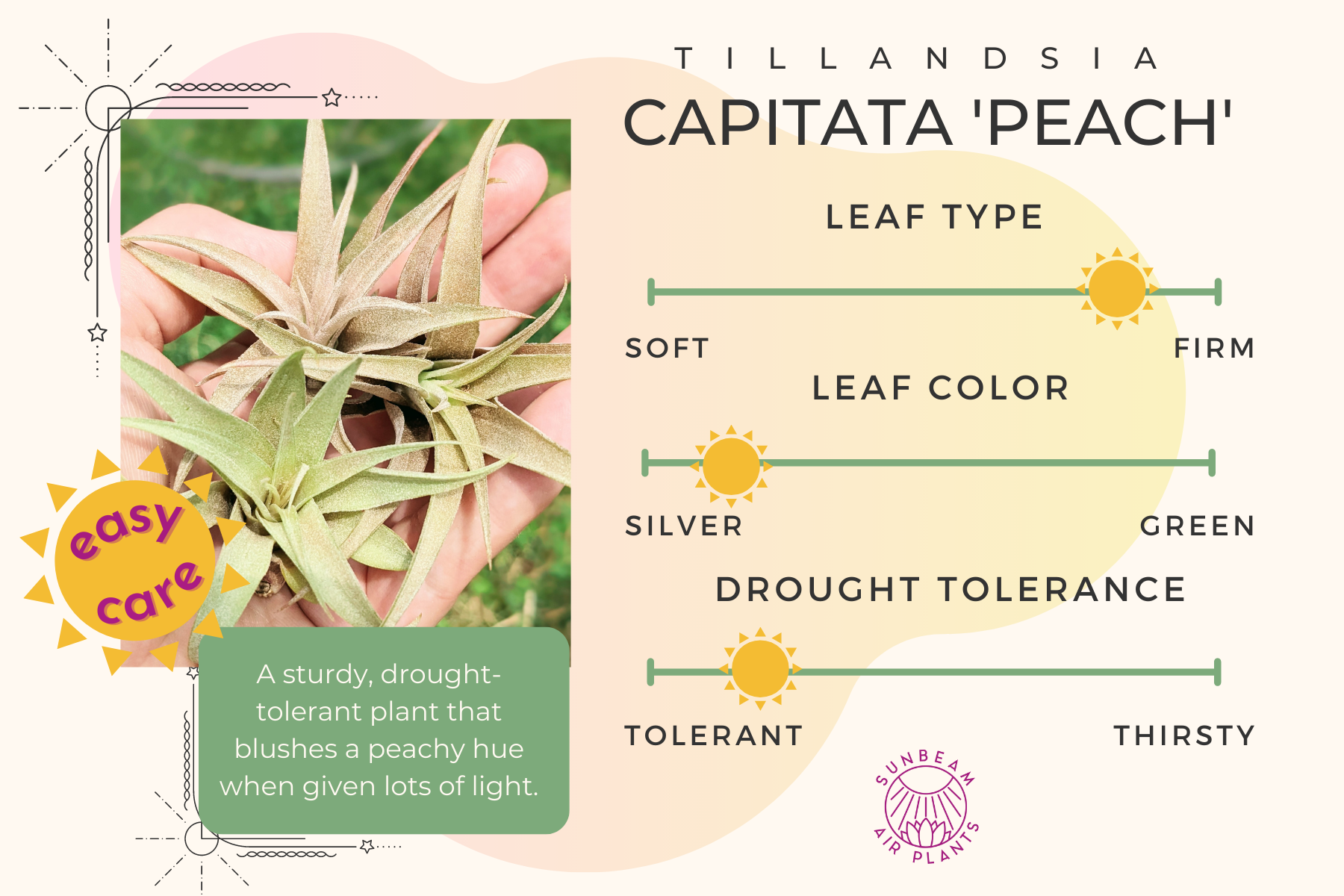 capitata peach air plant care Capitata – Sunbeam Air Plants