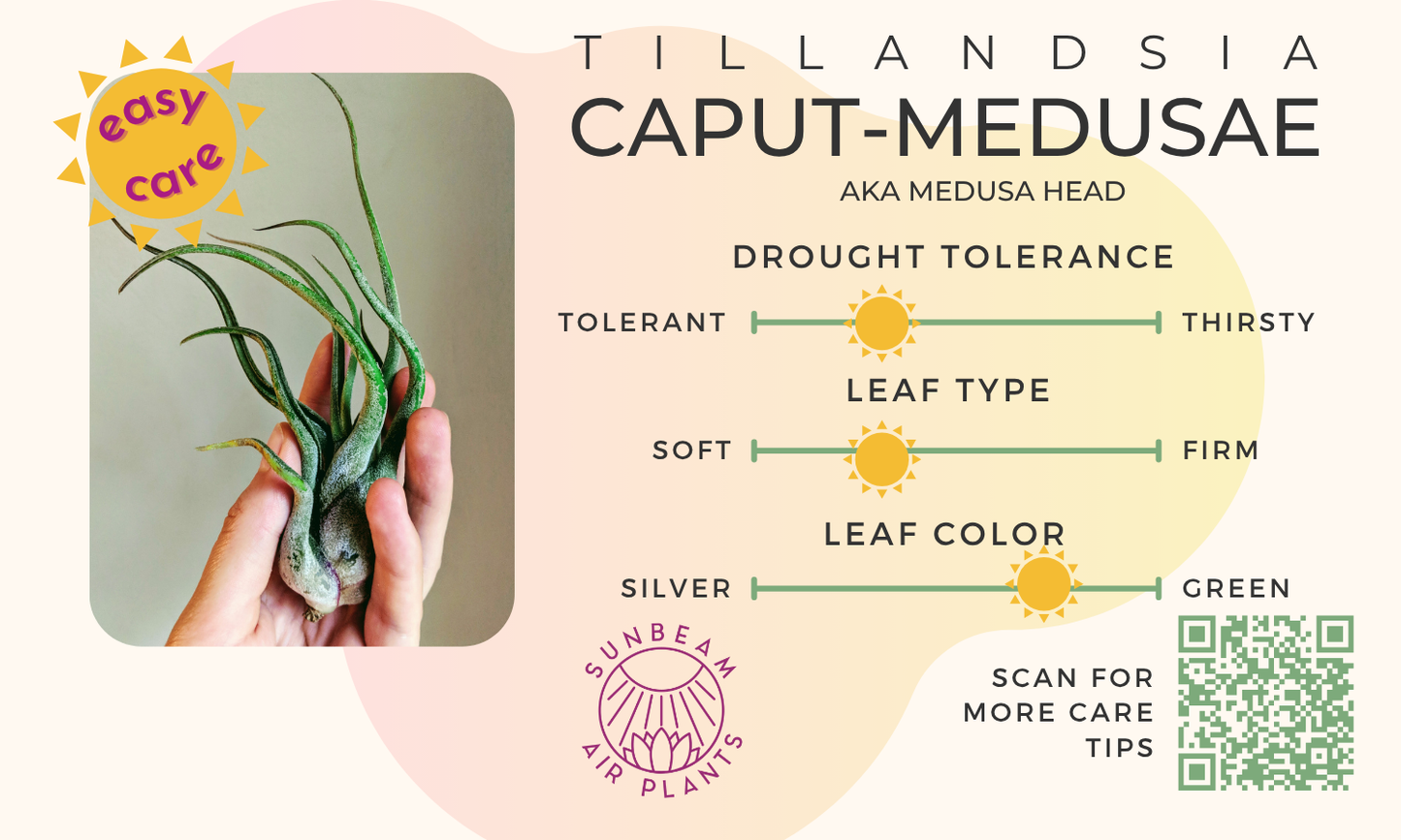 Caput Medusae