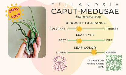Caput Medusae