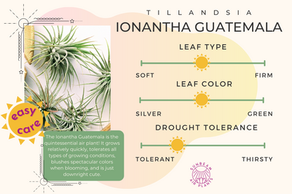 Ionantha