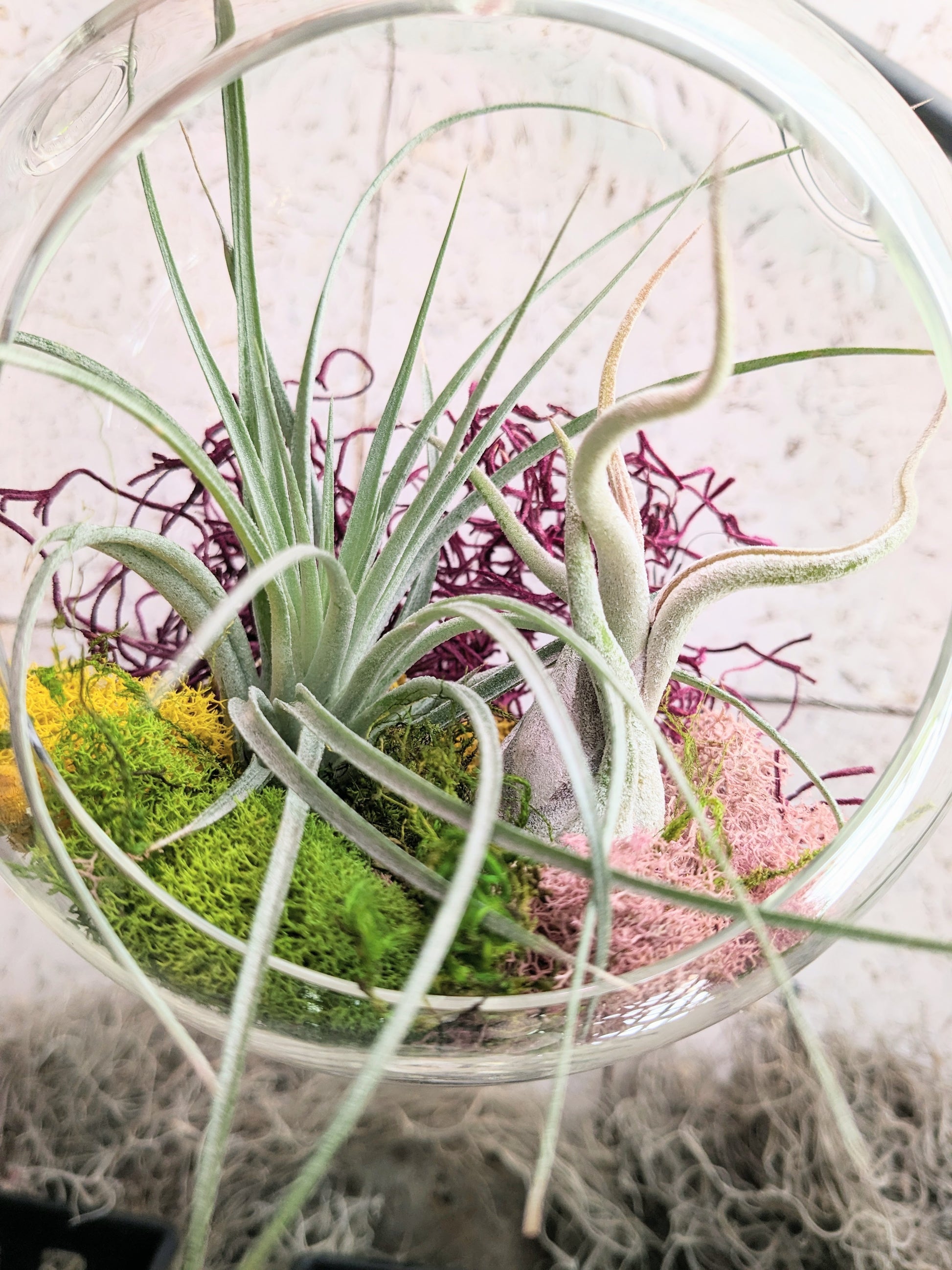 air plant orb The Sunbeam