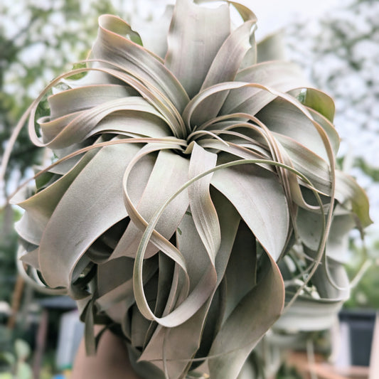 Xerographica