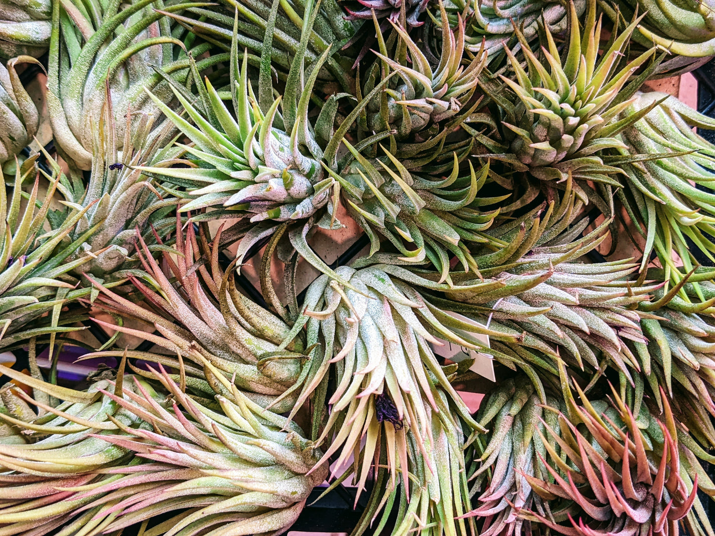 Ionantha