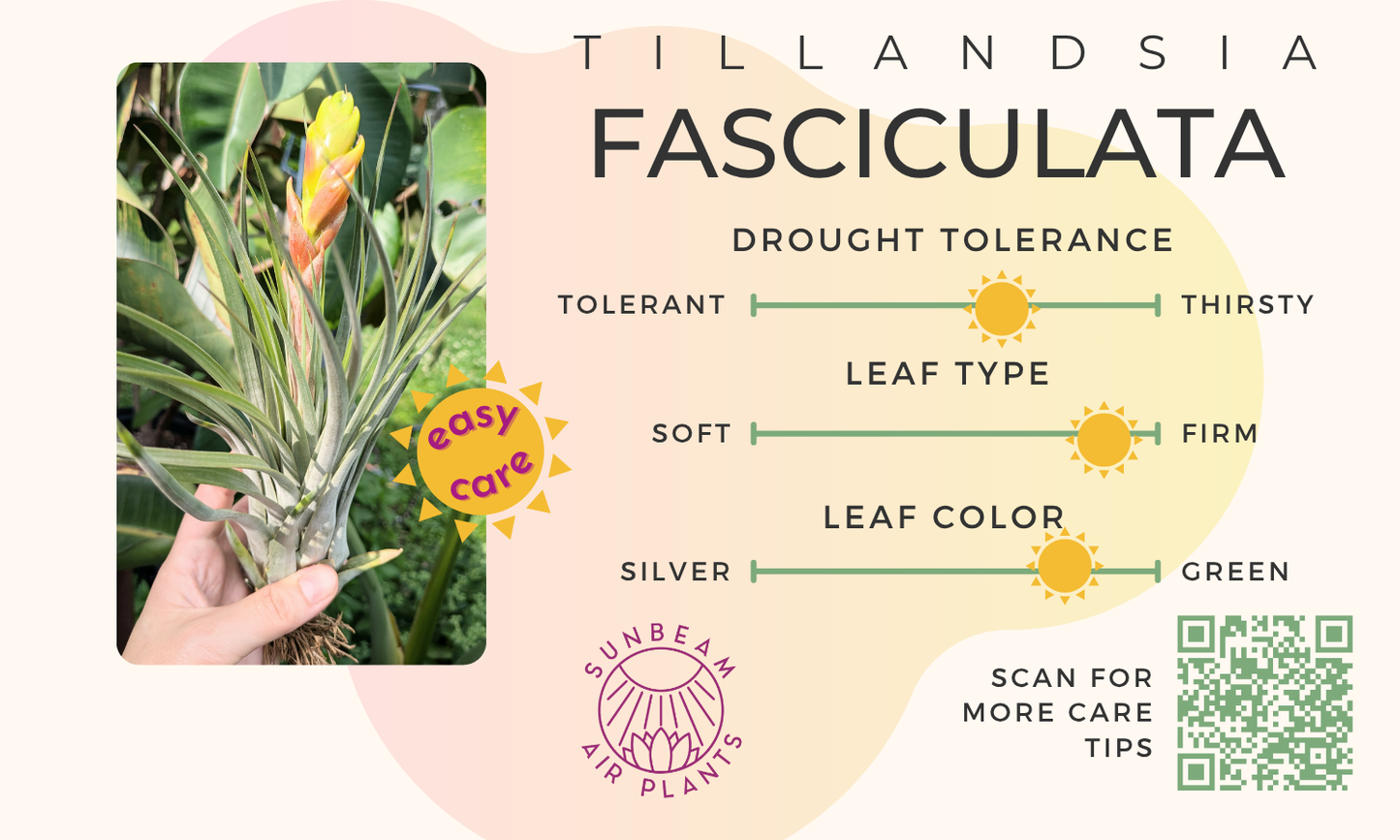 Fasciculata
