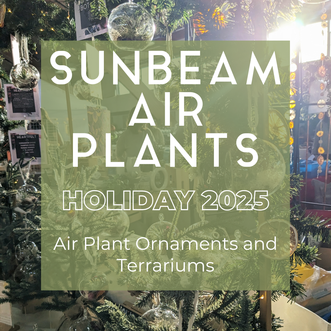 Air Plant Terrarium | North Star