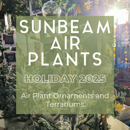 Air Plant Terrarium | North Star