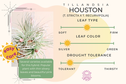 ‘Houston’ hybrid (T. stricta x T. recurvifolia)
