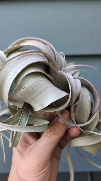 Xerographica
