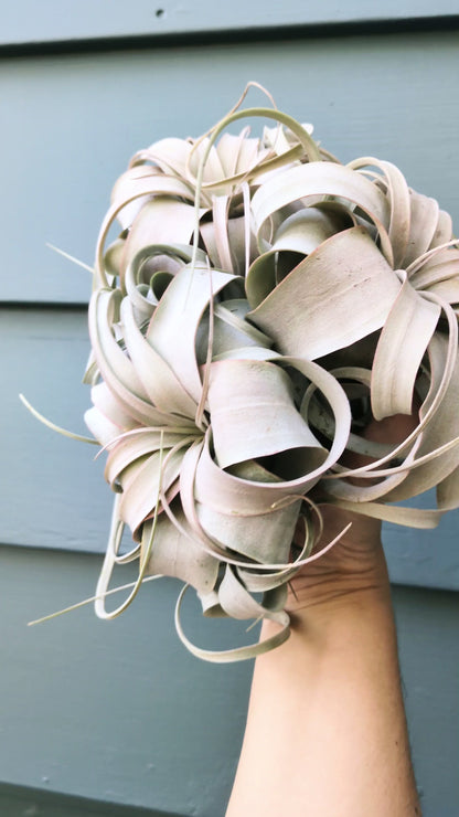 Xerographica